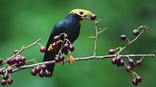 金冠樹八哥/Golden-crested Myna