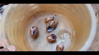 How To Kill Pest Snails From Gardenវិធីកំចាត់សត្វខ្យងចង្រៃងាយៗ