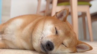 [癒し動画]コロコロマッサージでうちの柴犬がとろけた。