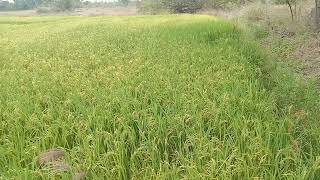 85 days growth of co 51 paddy variety by direct drum seeder method Chengalpattu district