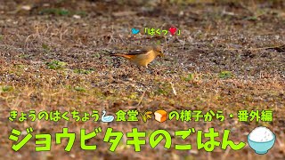 きょうのハクチョウ 🦢 食堂の様子から・番外編 ジョウビタキ🐦の女の子がごはん🍚を食べに来た❣️ A Daurian Redstart 🐦 came to feed in our garden 🍚❣️