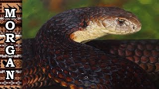 Painting a Snake : Oil Painting Tutorial - Jason Morgan wildlife art