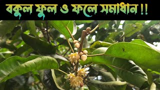 বকুল ফুল ও ফলের ঔষধি গুন গুলি জেনে নিন ।  Bakul ful । বকুল গাছের উপকারিতা