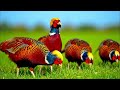 🦜🐦50 Bird Sounds of Florida🦢🦆
