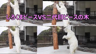 しろくまピースお相撲さんになる？！とべ動物園にて