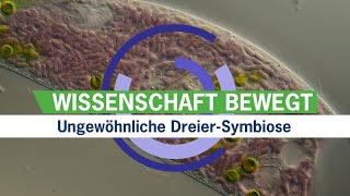 Ungewöhnliche Dreier-Symbiose // Wissenschaftsnachrichtenvideo