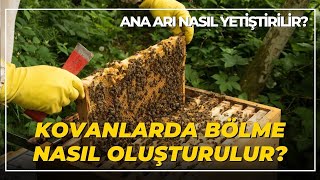 Kovanlarda Bölme Nasıl Oluşturulur? Ana Arı Nasıl Yetiştirilir?