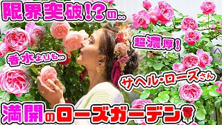 【サヘル・ローズさん】バラ満開🌹年々..大きくなり続ける【都会のローズガーデン】に癒されて..