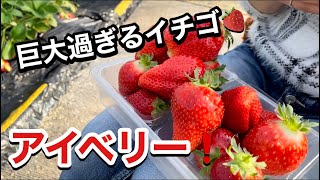 【いちご狩り】千葉にある石毛いちご園行ってきたぜ❗️  桁違いなサイズのイチゴ  アイベリー⚡  イチゴ好き必見❗️🍓