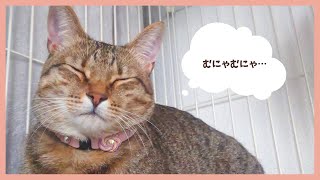 【#shorts 】寝言を言う猫がかわいすぎる【猫の鳴き声】