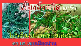 เลี้ยงจิ้งหรีด #โปรตีน/อาชีพ ทางเลือก