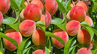 فكر ة عبقرية تجعل شجرة الخوخ تزيد الثمار إلى عشر اضعاف Peach tree care