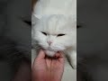 고양이 대신 만져드립니다😽