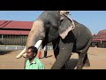 aaanayoottu feeding the elephants sree parthasarathy temple aranmula 2020