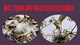 백로가 싸우지 않고 왜가리를 이기는 방법/Shocking Great Egret