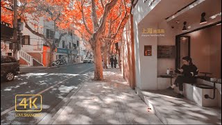 Late Autumn Strolling on Nanchang Road, one of the most romantic streets in Shanghai \\4K