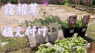 《宿根草の植え付け》ガーデニング＊花いっぱいの庭づくり《T's Garden》#4K