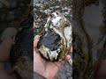 stillaguamish river rockhounding for agates jasper and cool rocks