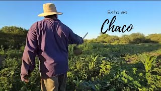 CAMPESINO trabaja la TIERRA sin descanso MONTE ADENTRO/ Gancedo- Chaco