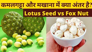 Lotus Seed vs Fox Nut |कमलगट्टा और मखाना में क्या अंतर है?| Difference between kamalgatta \u0026 makhana