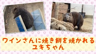 【wombat】ワインさんに焼き餅を焼かれるユキちゃん☆(Jealousy)