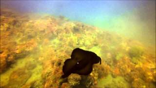 Aplysia fasciata swimming