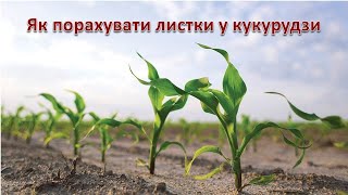 Як порахувати листки у кукурудзи.