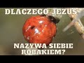 Co Wspólnego Ma Ze Sobą Szkarłatny Robak Żyjący Na Terenach Izraela i Jezus Chrystus?