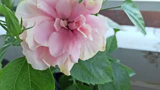 Hibiscus 🌺 grown from Cutting#Double petal#Baby Pink color#Bloom