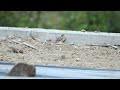 very cute sparrow bathing