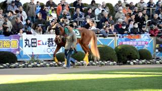 2012年中山金杯　パドック　エクスペディション