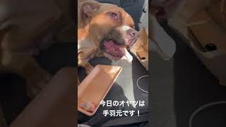 本日のオヤツ！まだ4ヶ月ピットブル#おやつタイム #ピットブル #狂犬#闘犬