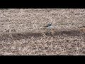 【一分動画】　🐤鳥シリーズ　タゲリ northern lapwing （チドリ科）①　農耕地で見られる鳥