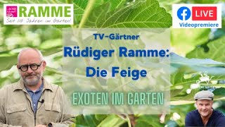 Exoten im Garten: Die Feige