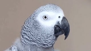 This bird talking like human is scary good