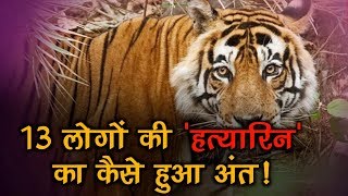 ‘Man eater’ Tigress Avni (T1) Responsible for 13 deaths killed in Maharastra Yavatmal