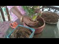 போன்சாய் bonsai மரம் தொட்டி மாற்றும் முறை