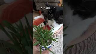 猫草を育てて猫にあげてみた