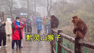 贵阳黔灵山猴子为何臭名远扬？看下对游客干的这些事，你就知道了