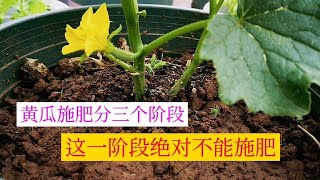 小家庭种黄瓜，幼苗期、开花期、结瓜期需肥不一样，要这样施肥