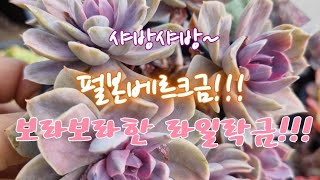 2월5일 ㅡ정원다육ㅡ 초봄같은 따스한주말 오후 샤방샤방 국민이들~  정원댁010.7370.2040