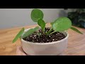 买的第一盆镜面草 开箱 换盆 种植 pilea peperomioides