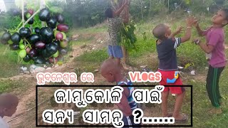 ଏ...ଓମ୍ ଜାମୁକୋଳି ଖାଇବୁ ?*..._ ଭୁବନେଶ୍ୱର ରେ ଜାମୁକୋଳି ଚାଷ 😇 । ଜାମୁକୋଳି ପାଇଁ ମହାଭାରତ 😝#jambul vlogs