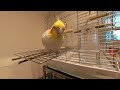 【オカメインコ】ご機嫌な見た目なのに怒ってるインコの様子