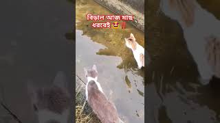 বিড়াল আজ মাছ ধরবেই #subscribe #youtubeshorts #foryou #cat #supportmychannel