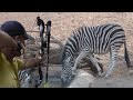 Zebra hunting with arrow🏹 😱🔥👍👌 Part 2