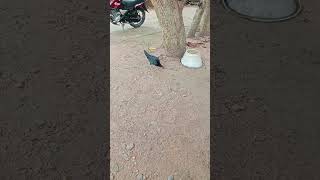 நீ முட்டையே  போட வேண்டாம் போடி...😆😆😆#funny_chicken #viralvideo #shortsfeed