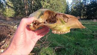 Finding Multiple DEER SKULLS and BONES on Whidbey Island, Washington