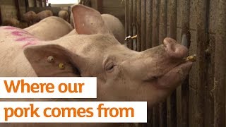 Cerys Jenkins: Where our pork comes from | Sainsbury's