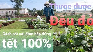 Tuyệt chiêu cắt cơi thược dược đúng tết dành cho người mới tập trồng